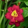 PARDON ME DAYLILY -Greenscape Shop DETA 566