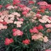 TUTTI FRUTTI™ APRICOT DELIGHT YARROW 2 TUTTI FRUTTI™ APRICOT DELIGHT YARROW -Greenscape Shop DETA 5660