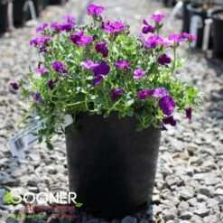ROCK ON PURPLE ROCK CRESS -Greenscape Shop DETA 5677