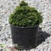 TRUE DWARF HINOKI FALSE CYPRESS 1 TRUE DWARF HINOKI FALSE CYPRESS -Greenscape Shop DETA 5697