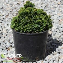 TRUE DWARF HINOKI FALSE CYPRESS