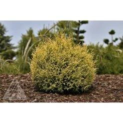 CREAM BALL SAWARA FALSE CYPRESS -Greenscape Shop DETA 5700