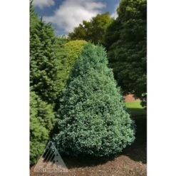CURLY TOPS SAWARA FALSE CYPRESS -Greenscape Shop DETA 5702