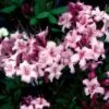 CANDY LIGHTS™ DECIDUOUS AZALEA -Greenscape Shop DETA 5716