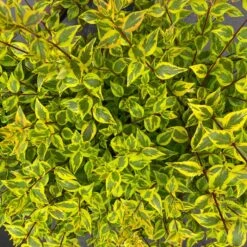 BRILLIANTINA™ ABELIA -Greenscape Shop DETA 5720