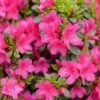 PERFECTO MUNDO® FUCHSIA CARPET™ AZALEA 1 PERFECTO MUNDO® FUCHSIA CARPET™ AZALEA -Greenscape Shop DETA 5723