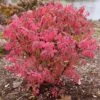 FIRE BALL® SEEDLESS BURNING BUSH -Greenscape Shop DETA 5731