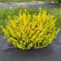 GLOW POP™ JAPANESE HOLLY -Greenscape Shop DETA 5737