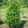 YARDLINE™ VIBURNUM 2 YARDLINE™ VIBURNUM -Greenscape Shop DETA 5749