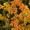 MILLY ROCKâ„¢ YELLOW TERRACOTTA YARROW 1 MILLY ROCKâ„¢ YELLOW TERRACOTTA YARROW -Greenscape Shop DETA 5850