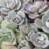 SUNSPARKLERĀ® BLUE ELF SEDUM 1 SUNSPARKLERĀ® BLUE ELF SEDUM -Greenscape Shop DETA 5902