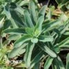 ABBEY DORE SEDUM -Greenscape Shop DETA 591