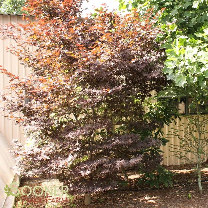 BLOODGOOD UPRIGHT JAPANESE MAPLE 4 BLOODGOOD UPRIGHT JAPANESE MAPLE - Image 2