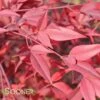HEAVENLY BAMBOO NANDINA 1 HEAVENLY BAMBOO NANDINA -Greenscape Shop DETA 614
