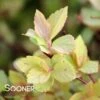 GOLDMOUND SPIRAEA 1 GOLDMOUND SPIRAEA -Greenscape Shop DETA 623