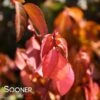 PURPLE LEAF WINTERCREEPER EUONYMUS -Greenscape Shop DETA 629