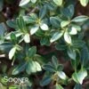 HELLER'S JAPANESE HOLLY -Greenscape Shop DETA 636