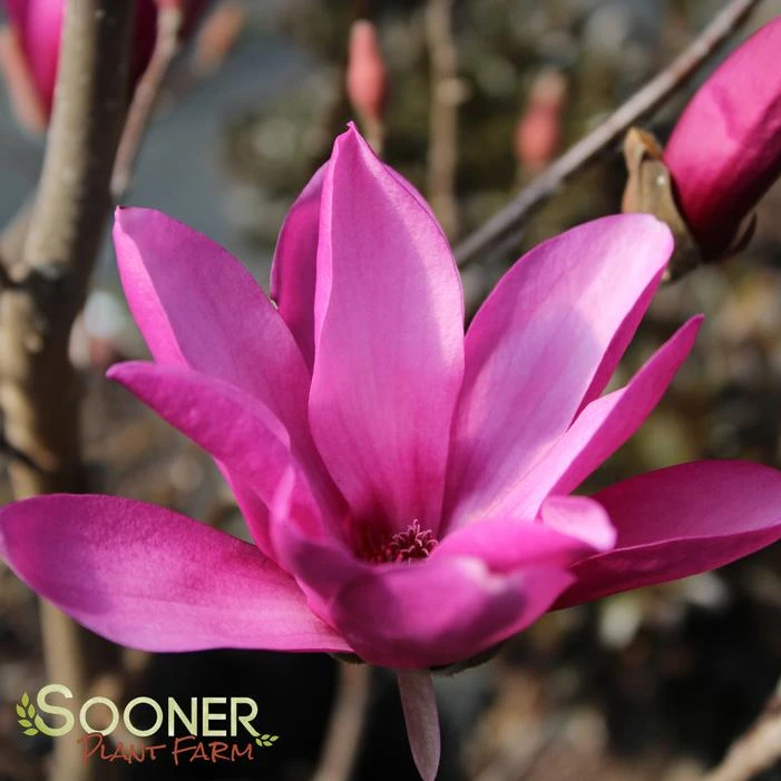 ANN MAGNOLIA 3 ANN MAGNOLIA