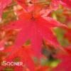 BENI SCHINCHIHENGE UPRIGHT JAPANESE MAPLE -Greenscape Shop DETA 705