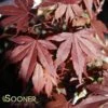 FIREGLOW UPRIGHT JAPANESE MAPLE -Greenscape Shop DETA 706
