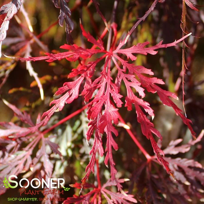 RED SELECT WEEPING JAPANESE MAPLE 4 RED SELECT WEEPING JAPANESE MAPLE - Image 2