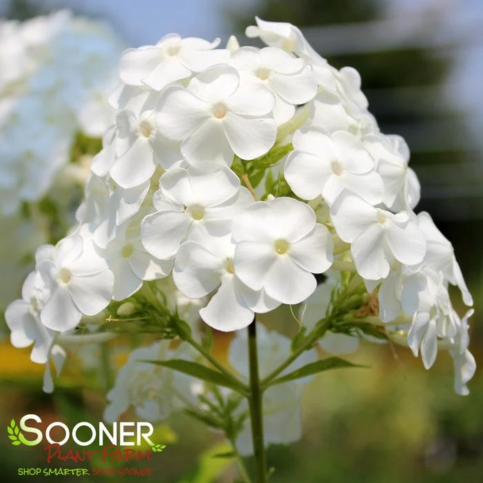DAVID'S WHITE GARDEN PHLOX 4 DAVID'S WHITE GARDEN PHLOX - Image 2