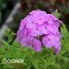 DAVID'S LAVENDER GARDEN PHLOX 2 DAVID'S LAVENDER GARDEN PHLOX -Greenscape Shop DETA 759