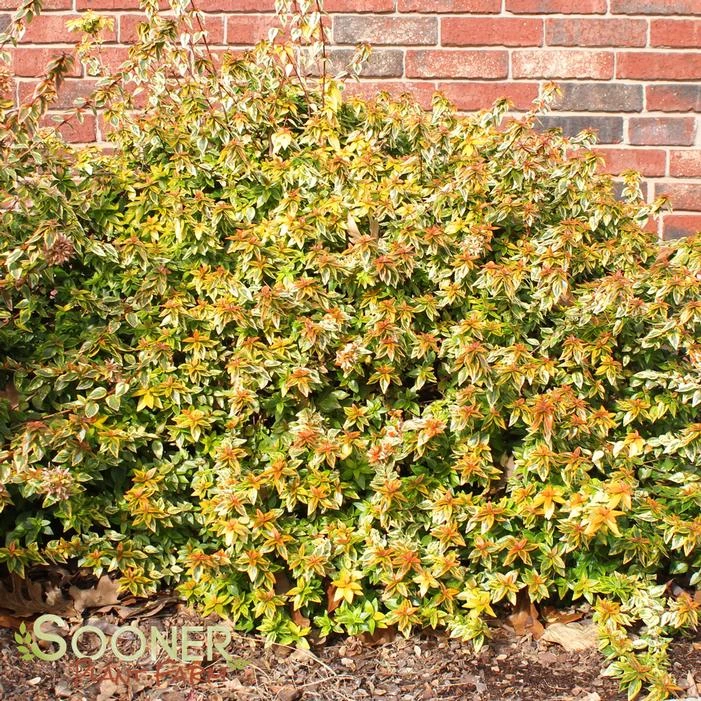 KALEIDOSCOPE ABELIA 4 KALEIDOSCOPE ABELIA - Image 2