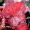 GEORGIA PEACH CORAL BELLS -Greenscape Shop DETA 774