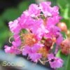ZUNI CRAPEMYRTLE -Greenscape Shop DETA 785