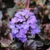 WALBERTON'S® BLACK SCALLOP AJUGA 2 WALBERTON'S® BLACK SCALLOP AJUGA -Greenscape Shop DETA 816