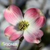 PINK FLOWERING DOGWOOD -Greenscape Shop DETA 885