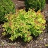 GOLDFLAME SPIRAEA 2 GOLDFLAME SPIRAEA -Greenscape Shop DETA 893