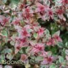 MARDI GRAS ABELIA -Greenscape Shop DETA 897