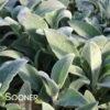 LAMB'S EAR -Greenscape Shop DETA 899