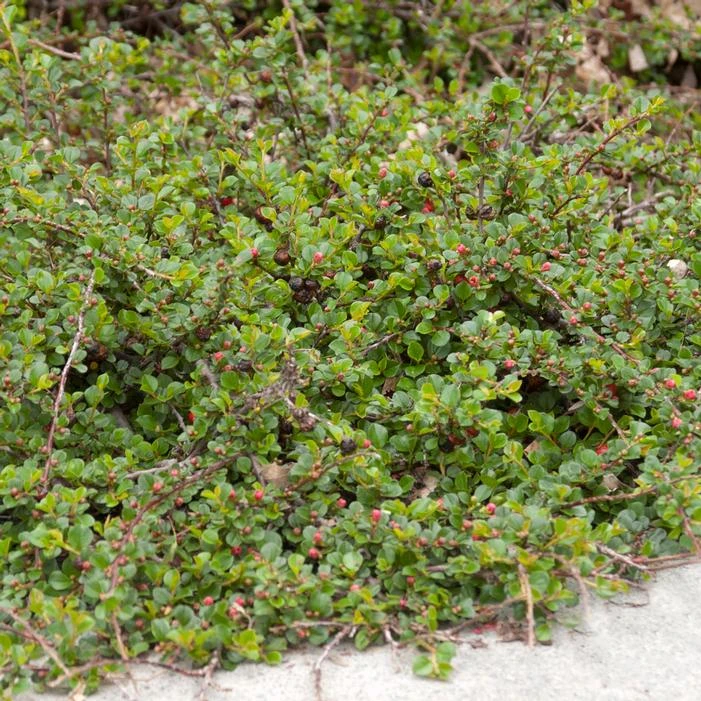 CRANBERRY COTONEASTER 3 CRANBERRY COTONEASTER