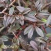 SCARLET LEADER COTONEASTER -Greenscape Shop DETA 913
