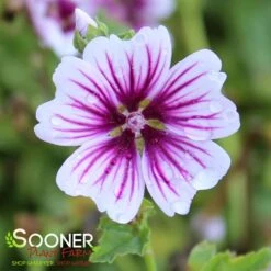 ZEBRINA MUSK MALLOW 7 ZEBRINA MUSK MALLOW -Greenscape Shop DETA 932