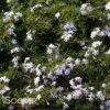 EMERALD BLUE CREEPING PHLOX -Greenscape Shop DETA 969