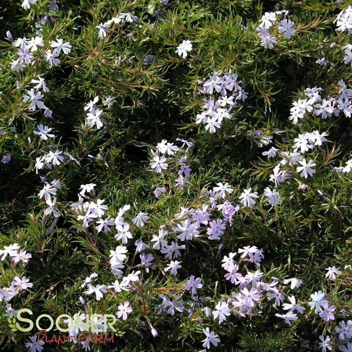 EMERALD BLUE CREEPING PHLOX 3 EMERALD BLUE CREEPING PHLOX
