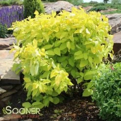 GARDEN GLOW™ DOGWOOD