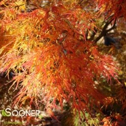 VIRIDIS WEEPING JAPANESE MAPLE -Greenscape Shop DETA2 1013