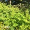 TIGER EYES® CUTLEAF STAGHORN SUMAC -Greenscape Shop DETA2 1019
