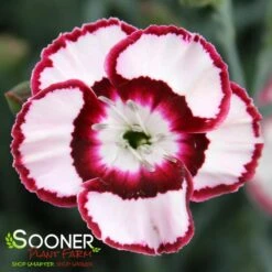 RASPBERRY SWIRL DIANTHUS -Greenscape Shop DETA2 1178