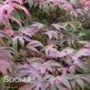 SHIRAZZ UPRIGHT JAPANESE MAPLE 2 SHIRAZZ UPRIGHT JAPANESE MAPLE -Greenscape Shop DETA2 1225