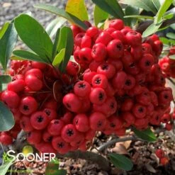 SANTA CRUZ PYRACANTHA -Greenscape Shop DETA2 1230