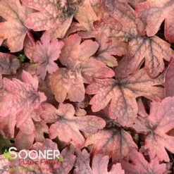 SWEET TEA FOAMY BELLS 9 SWEET TEA FOAMY BELLS -Greenscape Shop DETA2 1232