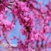 OKLAHOMA REDBUD -Greenscape Shop DETA2 1286