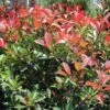 FIREBALL RED™ PHOTINIA 1 FIREBALL RED™ PHOTINIA -Greenscape Shop DETA2 1341
