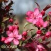 ROYAL RAINDROPS® CRABAPPLE -Greenscape Shop DETA2 1351